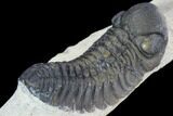 Bargain, Austerops Trilobite - Nice Shell Detail #91921-4